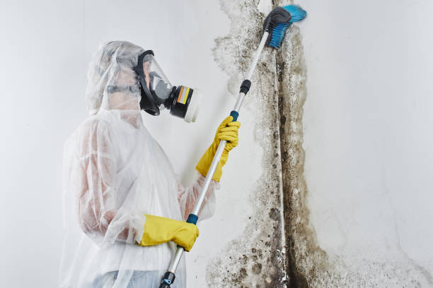 Best Professional Mold Removal  in Follansbee, WV