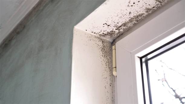 Best Residential Mold Removal  in Follansbee, WV