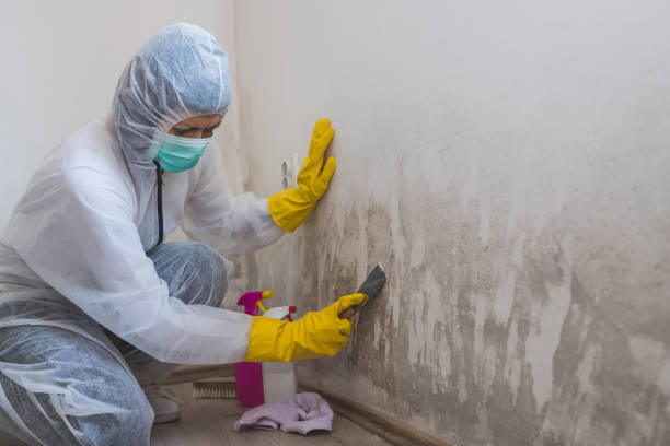 Best Black Mold Removal  in Follansbee, WV