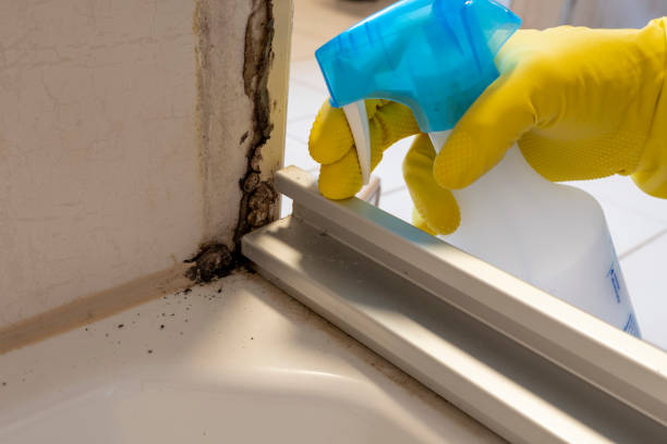 Best Commercial Mold Removal  in Follansbee, WV