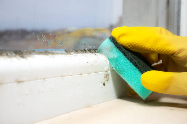 Best Toxic Mold Removal  in Follansbee, WV