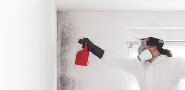 Best Mold Cleaning Services  in Follansbee, WV