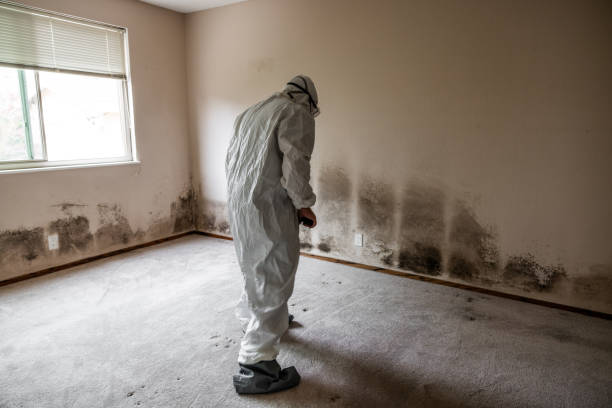 Best Residential Mold Removal  in Follansbee, WV